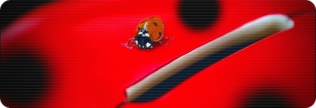 coccinelle coccinelle