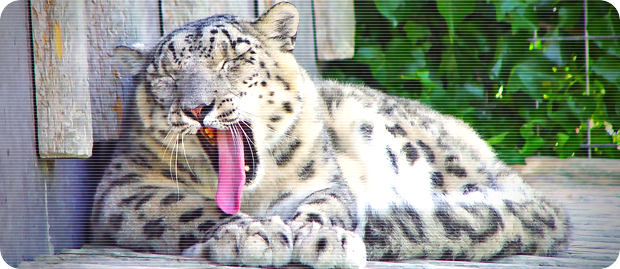 snowleopardbaille snowleopardbaille